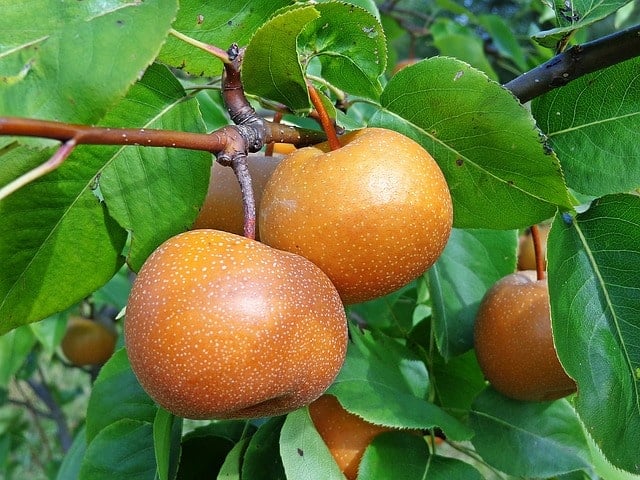Nashi pear fruit hanging on a tree.